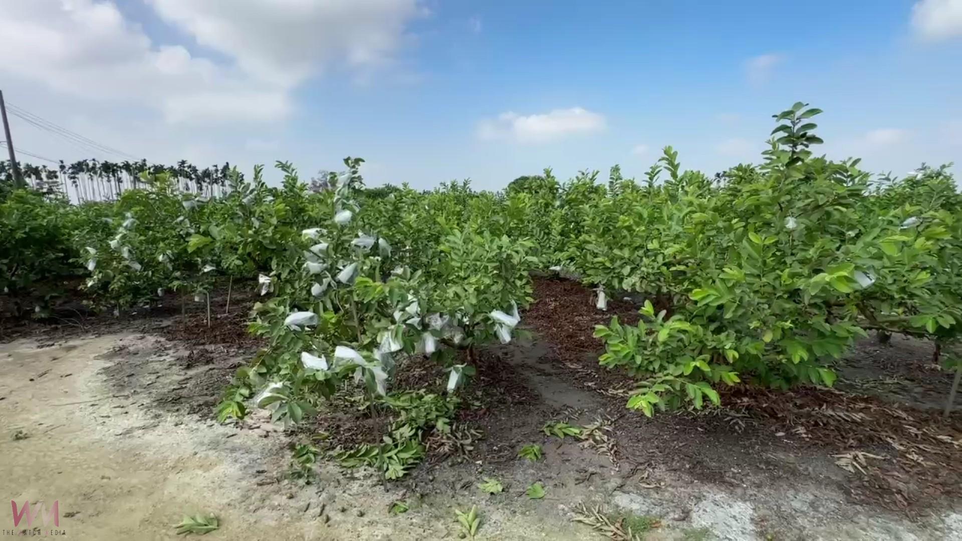（有影片）／彰化產地芭樂大缺貨　宛如「綠金」價格飆破百 - https://www.watchmedia01.com