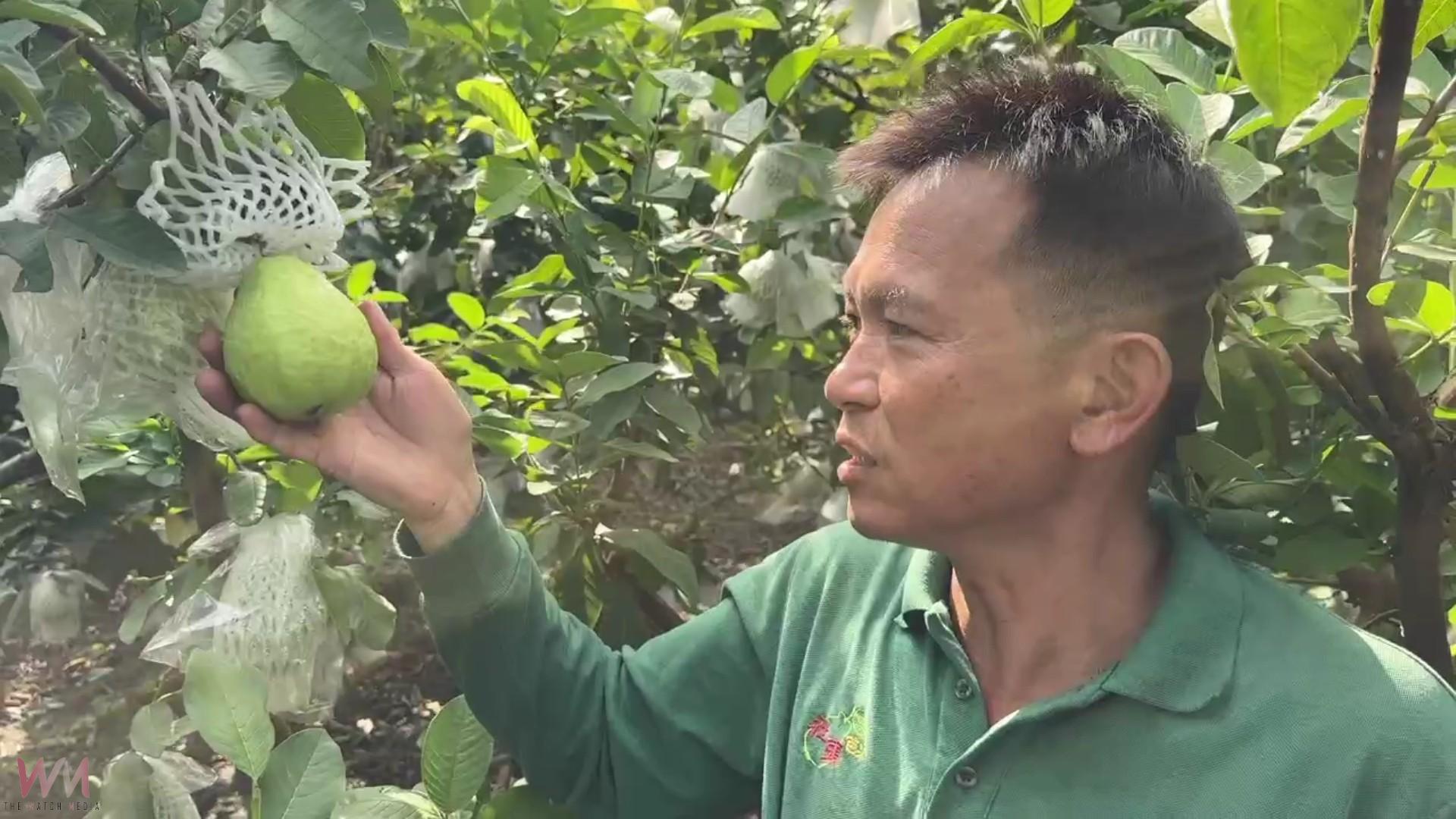 （有影片）／彰化產地芭樂大缺貨　宛如「綠金」價格飆破百 - https://www.watchmedia01.com