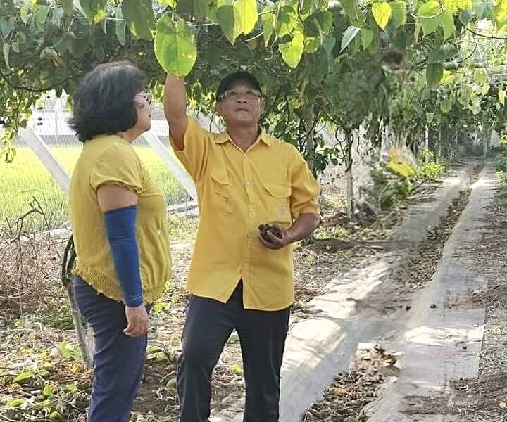 圖文：吳泰億以愛為起點　打造台灣印加果產業鏈 。