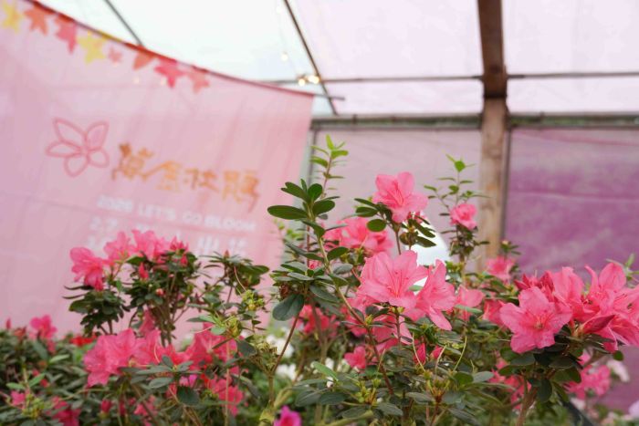 《圖說》全台唯一「杜鵑美術館」將在花展期間分別展出30種特殊品種杜鵑，展現在地花農精湛的育種實力。〈農業局提供〉