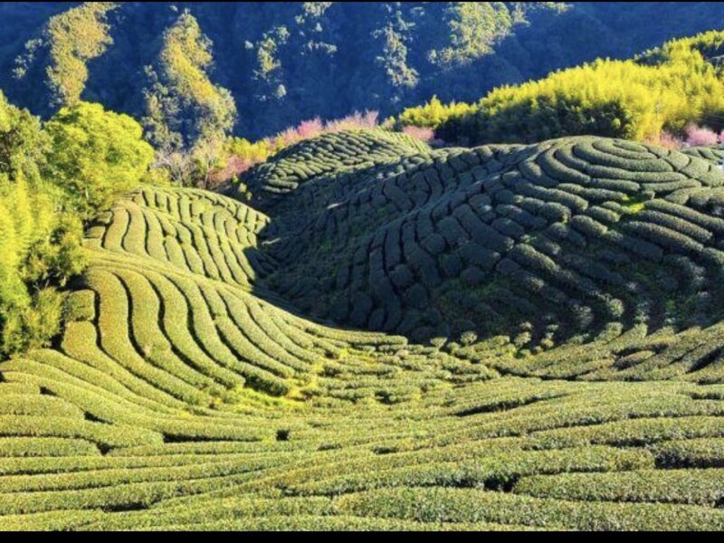 圖文:天一茶園全景|南投鹿谷山間茶園層層疊翠,雲霧與綠茶相襯,展現在地風土之美。