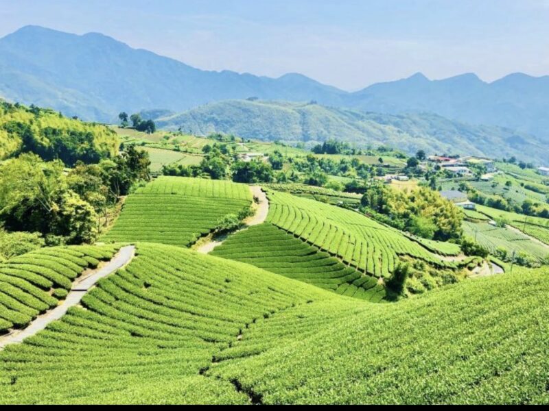 圖文:天一茶園全景|南投鹿谷山間茶園層層疊翠,雲霧與綠茶相襯,展現在地風土之美。